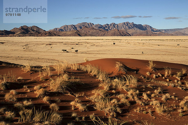 Elim-Düne  Ausblick auf Grassteppe und Kameldornbäume (Vachellia erioloba)  beim Sesriem-Camp  Namib-Wüste  Namib Naukluft Park  Namibia  Afrika