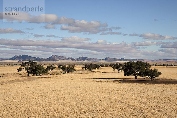 Ausblick von der Elim-Düne auf Grassteppe und Kameldornbäume (Vachellia erioloba) beim Sesriem-Camp  Namib-Wüste  Namib Naukluft Park  Namibia  Afrika