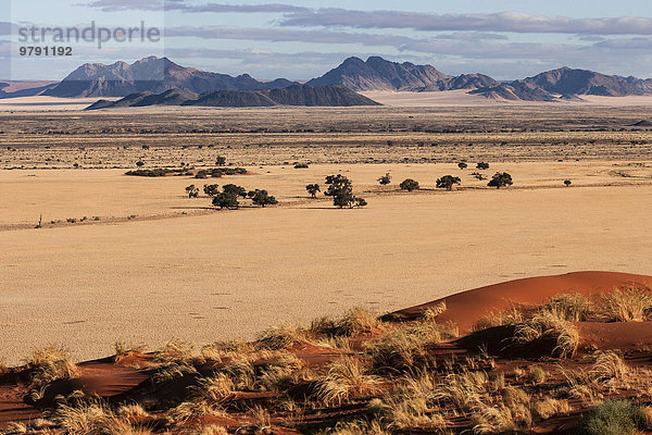 Ausblick von der Elim-Düne auf Grassteppe und Kameldornbäume (Vachellia erioloba) beim Sesriem-Camp  Abendlicht  Namib-Wüste  Namib-Naukluft-Park  Namibia  Afrika
