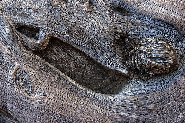 Holzstruktur eines abgestorbenen Kameldornbaumes (Vachellia erioloba)  Namibia  Afrika