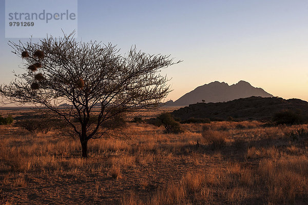 'Abendlicht  Sonnenuntergang an der Spitzkoppe  hinten die ''kleine Spitzkoppe''  vorne ein Kameldornbaum (Vachellia erioloba) mit Nester der Webervögel  Namibia  Afrika'