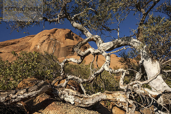 Weißstamm (Boscia albitrunca)  Spitzkoppe  Damaraland  Namibia  Afrika