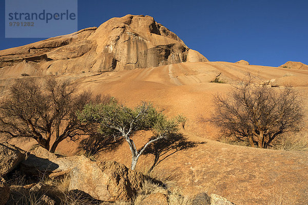 Balsambäume (Commiphora glaucescens) und Shepherd's tree (Boscia albitrunca) in den Felsen der Spitzkoppe  Damaraland  Namibia  Afrika