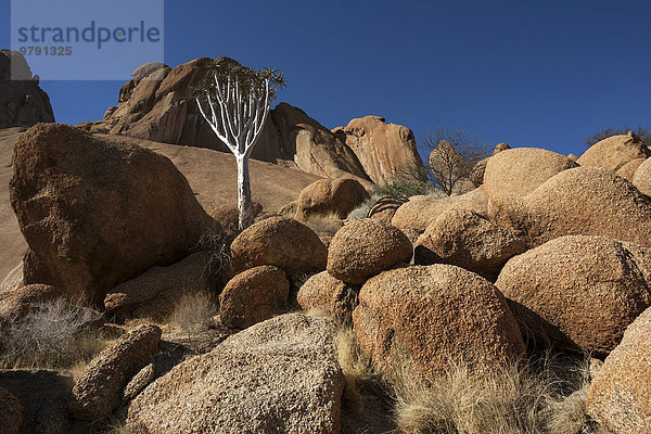 Junger Köcherbaum (Aloe dichotoma)  Felsen und Felskugeln  Spitzkoppe  Damaraland  Namibia  Afrika