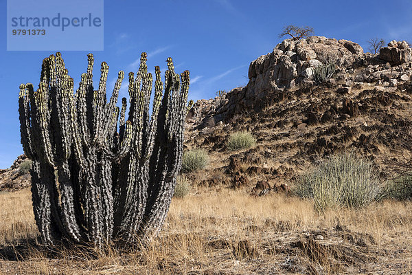 Wüsteneuphorbie (Euphorbia virosa)  bei Uis  Namibia  Afrika