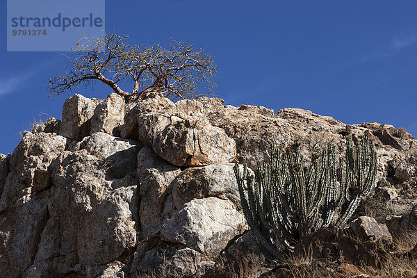 Wüsteneuphorbie (Euphorbia virosa) und Balsambaum (Commiphora glaucescens)  bei Uis  Namibia  Afrika