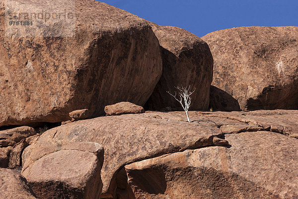 Weißstamm (Boscia albitrunca) zwischen Felsen  bei Twyfelfontein  Namibia  Afrika