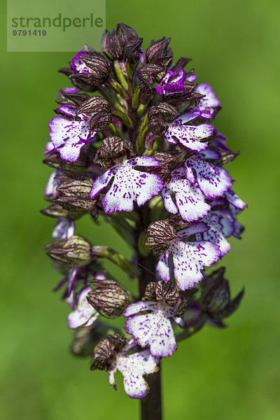 Purpur-Knabenkraut (Orchis purpurea)  Naturschutzgebiet Eichkogel  Niederösterreich  Österreich  Europa