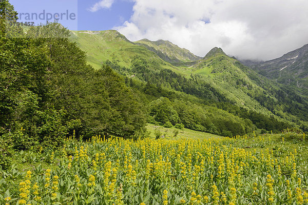 Gelber Enzian (Gentiana lutea)  Val dera Artiga de Lin  Es Bòrdes  Katalonien  Spanien  Europa