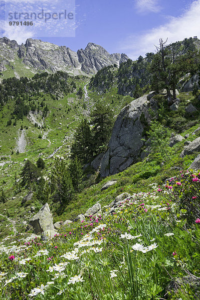 Blumenwiese  Refugi dera Restanca  La Val d'Aran  Katalonien  Spanien  Europa