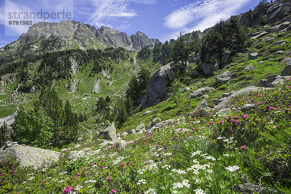 Blumenwiese  Refugi dera Restanca  La Val d'Aran  Katalonien  Spanien  Europa