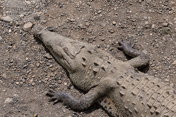 Spitzkrokodil (Crocodylus acutus)  Rio Tarcoles  Nationalpark Carara  Costa Rica  Nordamerika