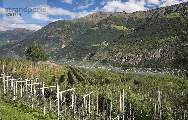 Apfelplantagen im Vinschgau  Latsch  Südtirol  Italien  Europa