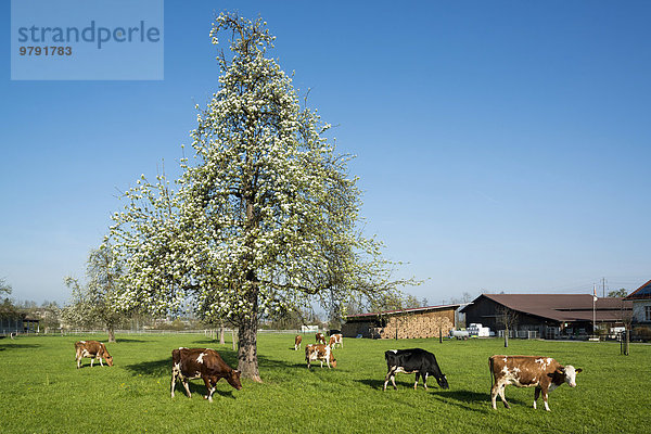 Blühender Obstbaum im Frühling  Horn  Bodenseeregion  Thurgau  Schweiz  Europa