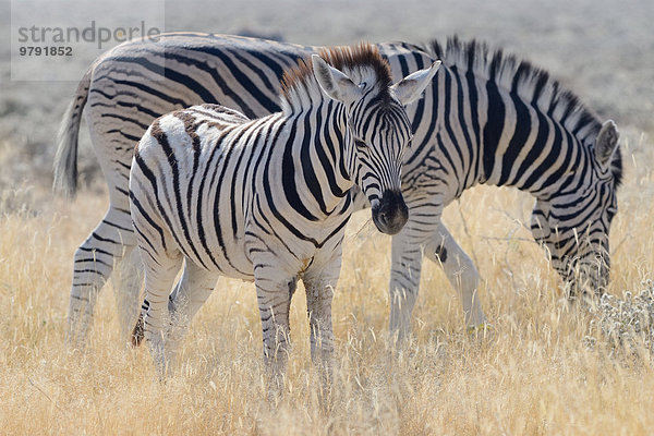 Burchell-Zebras (Equus burchelli)  Alttier und Fohlen  Etosha-Nationalpark  Namibia  Afrika