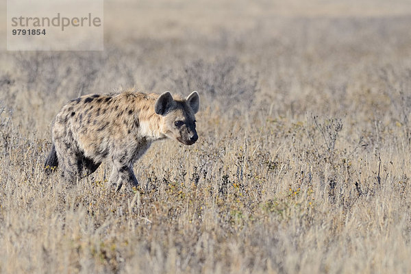 Tüpfelhyäne (Crocuta crocuta)  beim Umherstreifen im trockenen Gras  Kgalagadi-Transfrontier-Nationalpark  Provinz Nordkap  Südafrika