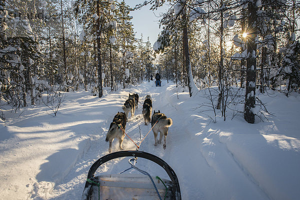 Unterwegs mit Hundeschlitten  Riisitunturi-Nationalpark  Lappland  Finnland  Europa