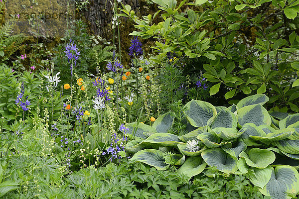 Bunt blühendes Schattengarten-Arrangement mit Funkien (Hosta)  Devon  Großbritannien  Europa