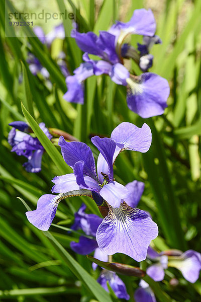 Schwertlilien (Iris)  Devon  Großbritannien  Europa