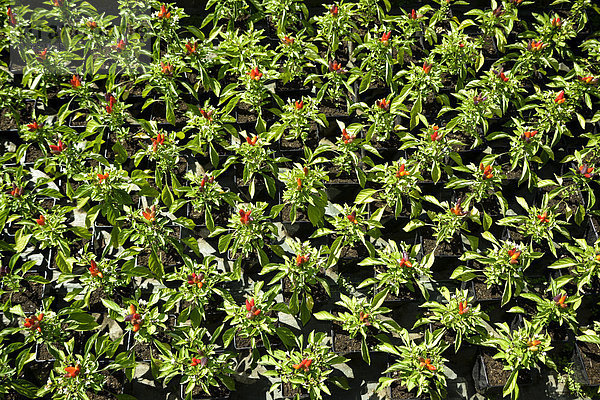Beet mit Chilipflanzen mit rotem Fruchstand und grünem Laub  Devon  Großbritannien  bei Nantes  Frankreich  Europa