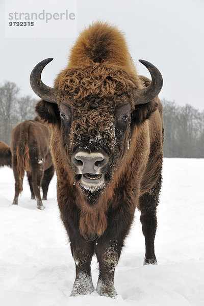 Wisent  Europäischer Bison (Bison bonasus)  Wisentbulle im Schnee  captive  Nordrhein-Westfalen  Deutschland  Europa