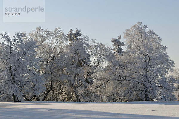 Winterlandschaft  verschneite Bäume  Kahler Asten  Nordrhein-Westfalen  Deutschland  Europa