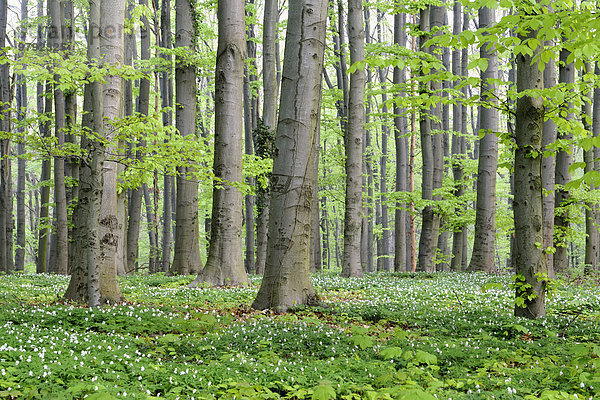 Rotbuchen (Fagus sylvatica)  Laubwald im Frühling mit Buschwindröschen (Anemone nemorosa)  Nordrhein-Westfalen  Deutschland  Europa