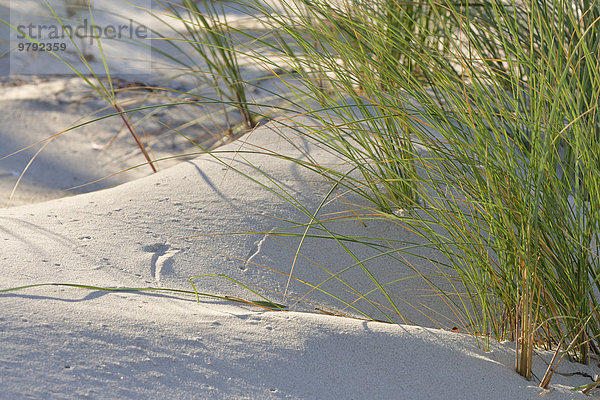 Gewöhnlicher Strandhafer (Ammophila arenaria) auf der Düne  Mecklenburg-Vorpommern  Deutschland  Europa