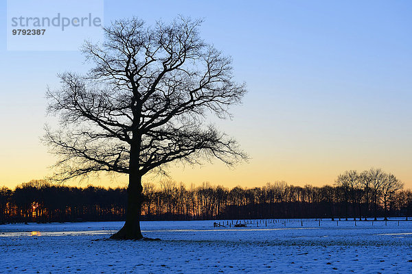 Alte solitäre Stieleiche (Quercus robur) auf einer schneebedeckten Wiese bei Morgenrot  Geldern  Nordrhein-Westfalen  Deutschland  Europa