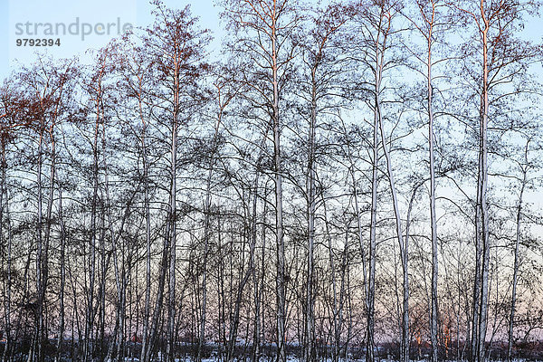 Mit Schnee bedeckte Reihe Roterlen (Alnus glutinosa) am Morgen  Geldern  Nordrhein-Westfalen  Deutschland  Europa