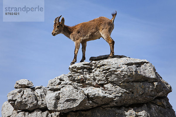 Iberiensteinbock (Capra pyrenaica) im Karstgebirge  Naturschutzgebiet El Torcal  Torcal de Antequera  Andalusien  Spanien  Europa