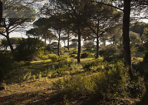Pinienwald  Parque Natural de La Breña y Marismas el Barbate  Andalusien  Spanien  Europa