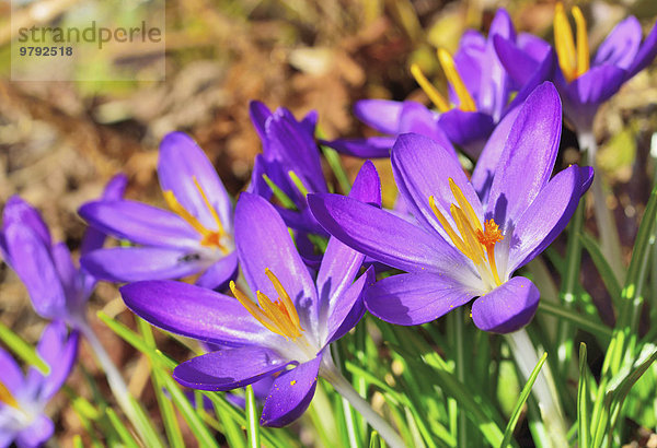 Violette Krokus-Blüten (Crocus sativa) Nahaufnahme  Bayern  Deutschland  Europa