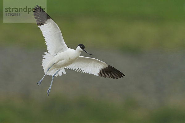 Säbelschnäbler (Recurvirostra avosetta) im Flug  Texel  Niederlande  Europa