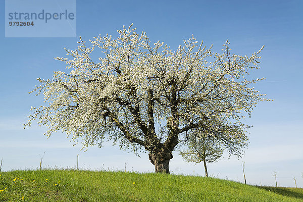 Blühender Obstbaum im Frühling  Kesswil  Bodenseeregion  Thurgau  Schweiz  Europa