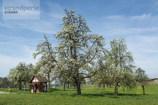Blühender Obstbaum im Frühling  Litzelstetten  Bodenseeregion  Baden-Württemberg  Deutschland  Europa