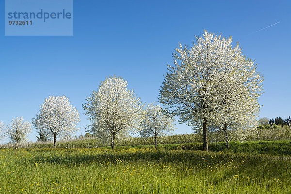 Blühende Obstbäume im Frühling  Lindau am Bodensee  Bodenseeregion  Bayern  Deutschland  Europa