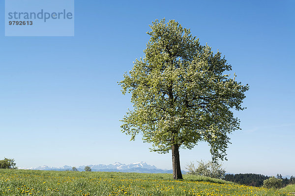 Blühender Obstbaum vor Alpenpanorama  Bechtersweiler  Bodenseeregion  Bayern  Deutschland  Europa