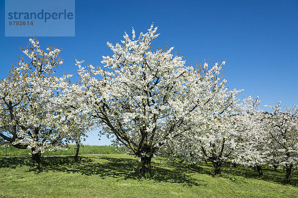 Blühende Obstbäume im Frühling  Nitzenweiler  Bodenseeregion  Baden-Württemberg  Deutschland  Europa