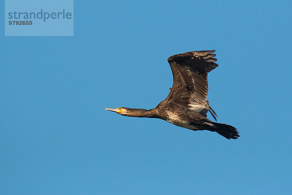 Kormoran (Phalacrocorax carbo) im Flug  Hessen  Deutschland  Europa