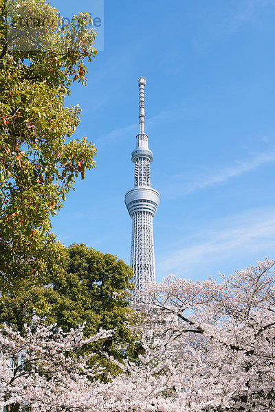 Tokyo Hauptstadt Kirsche blühen Japan