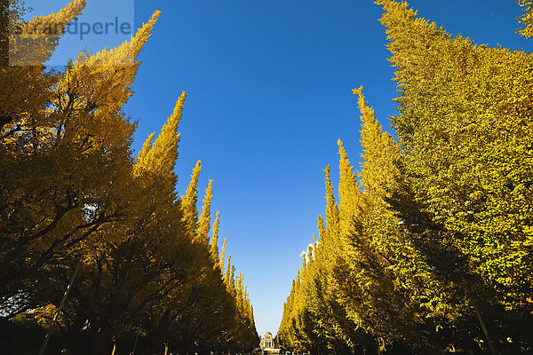 Baum Ginkgo