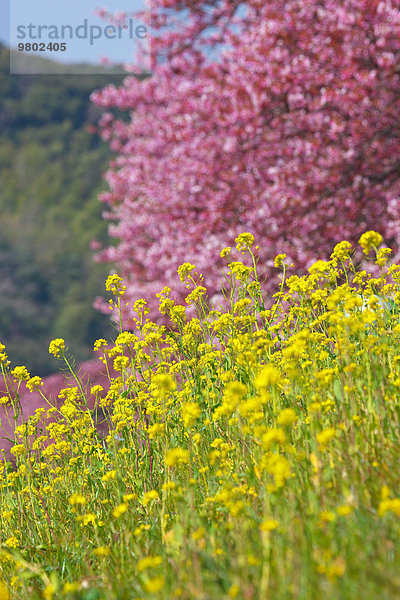 Kirschblüte