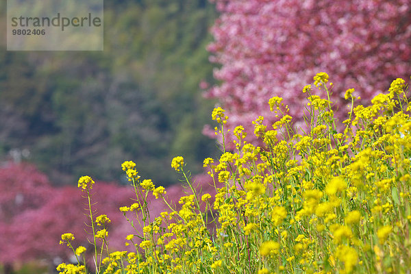 Kirschblüte