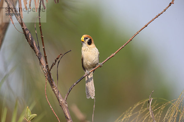 Spot-Breasted Parrotbill