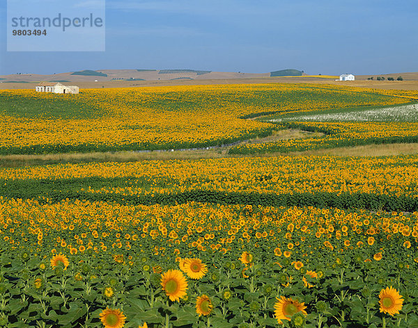 Sonnenblumenfeld