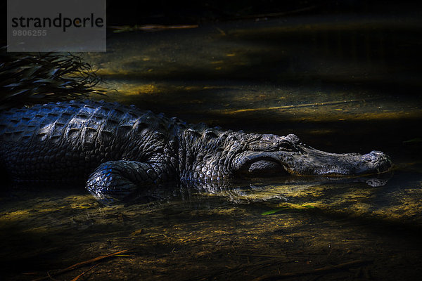 Wasser Krokodil