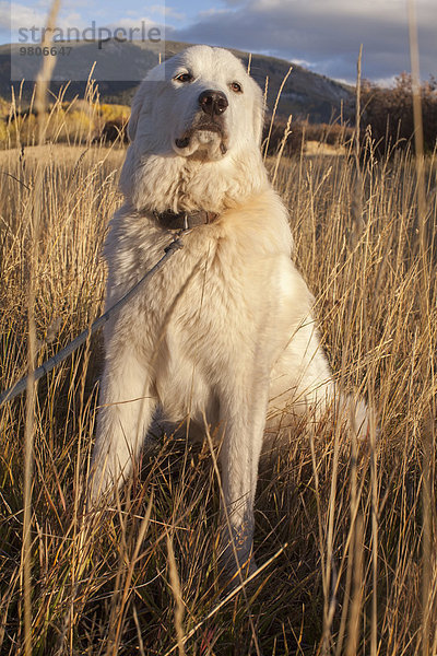Portrait Hund Feld