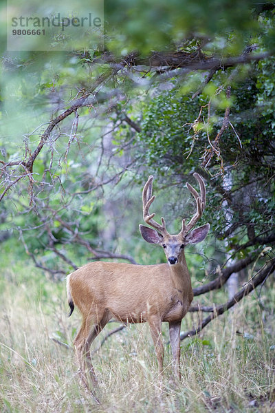 Wald Ansicht Hirsch