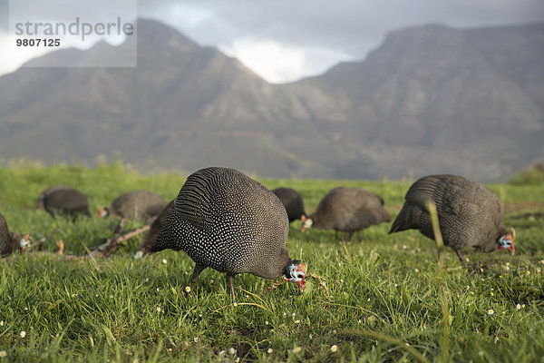Perlhühner (Numididae)  im Hintergrund das Tafelgebirge  bei Kapstadt  Westkap  Republik Südafrika  Afrika